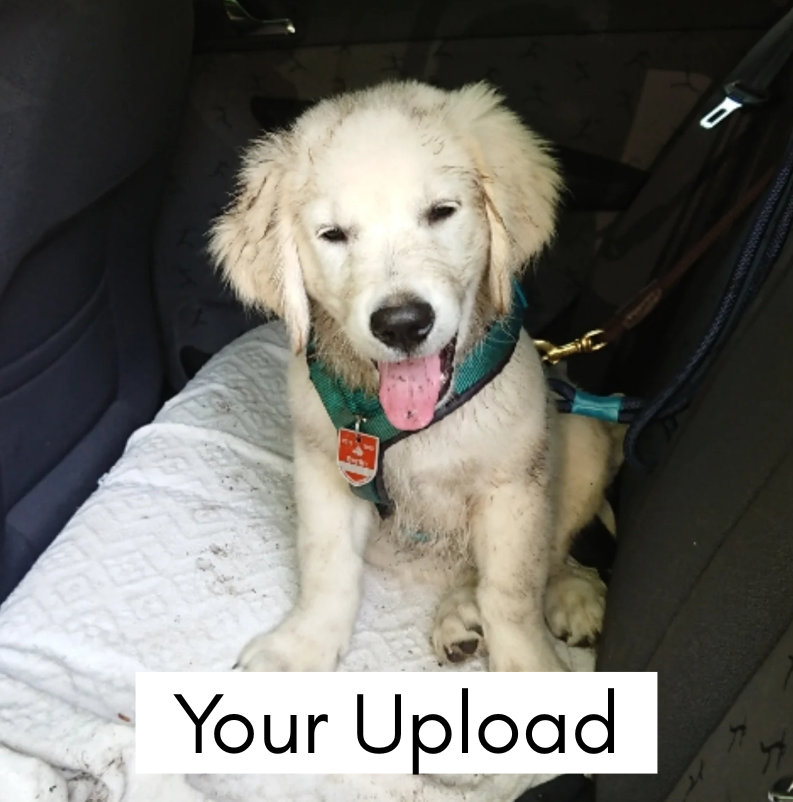 Custom Pet Portrait Hoodie – "Forever Love" Edition