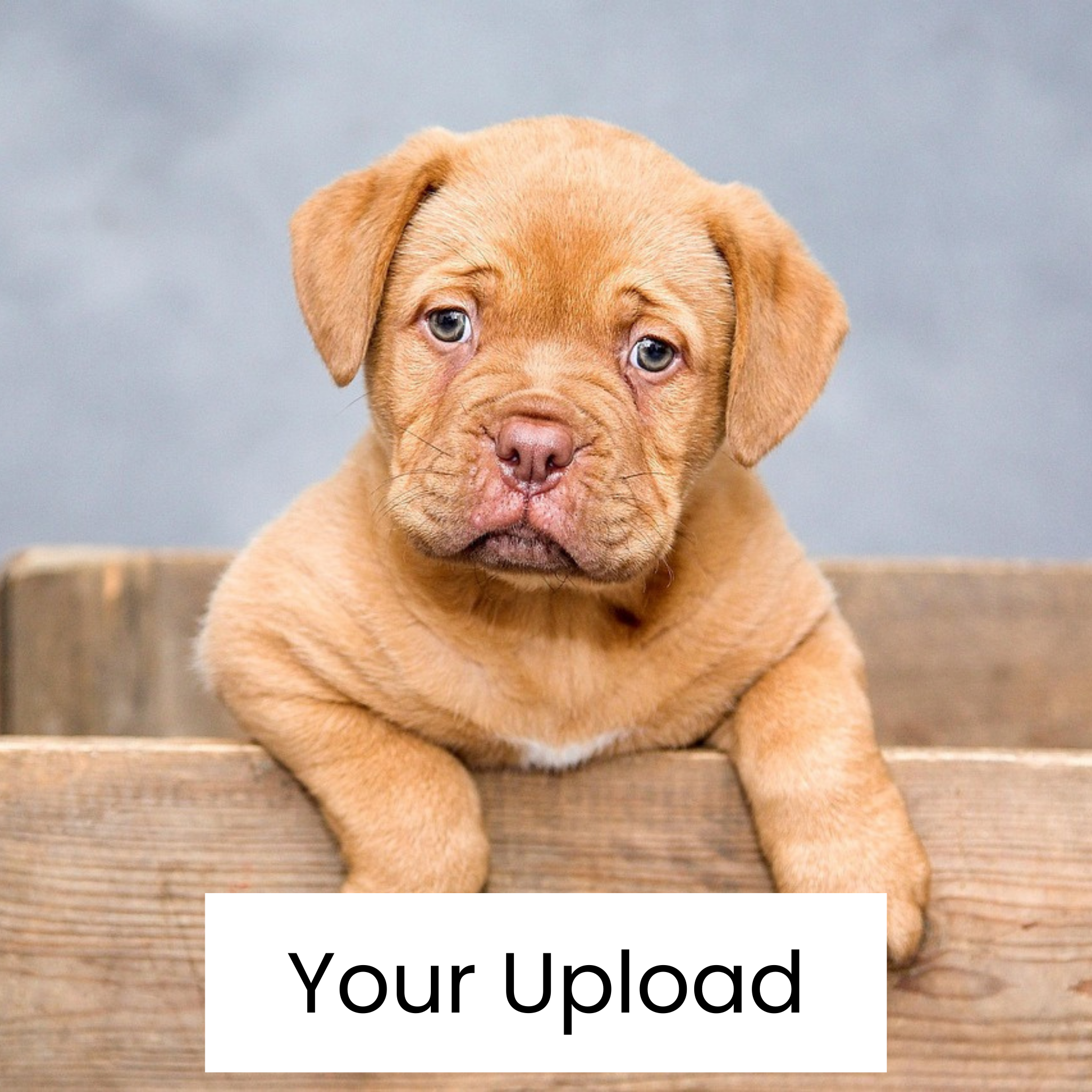 Custom Pet Portrait Hoodie – "Forever Love" Edition